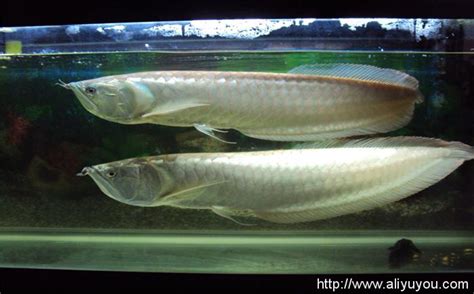 銀龍魚飼養|銀龍魚怎麼養，飼養要注意什麼精選